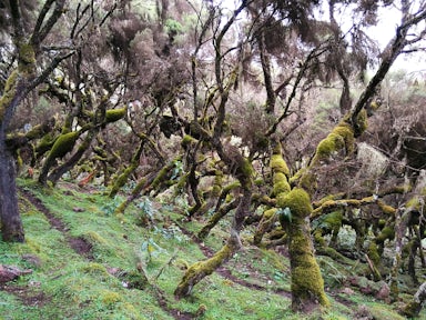 Harenna Forest