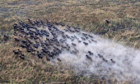 Ethiopia Wildlife