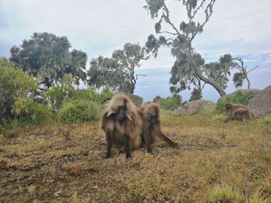Simien Mountains National Park