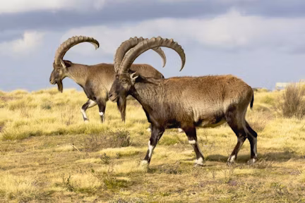 Walia Ibex