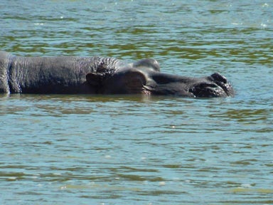 Ethiopia Wildlife