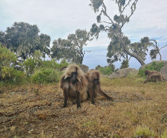 Ethiopia Safaris