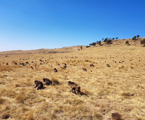 Simien Mountains National Park