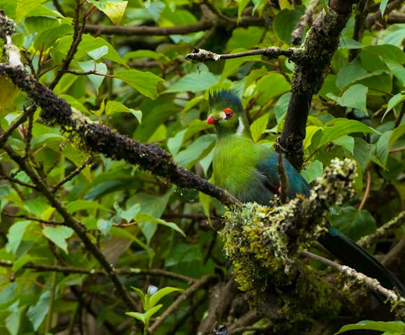 When to visit the Bale Mountains