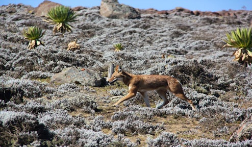 Reasons to Visit the Bale Mountains