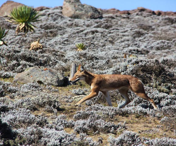 How to get to the Bale Mountains