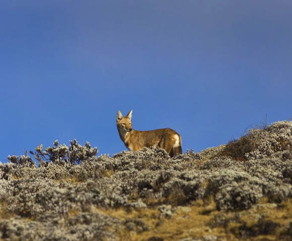 Camping in the Bale Mountains