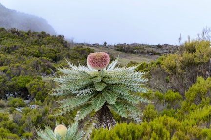 Reasons to Visit the Bale Mountains
