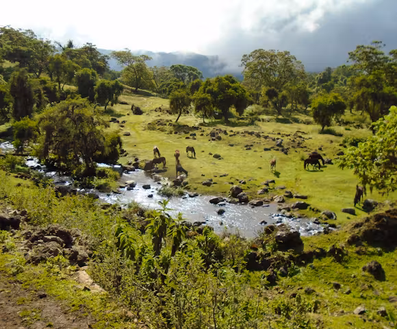 How to get to the Bale Mountains