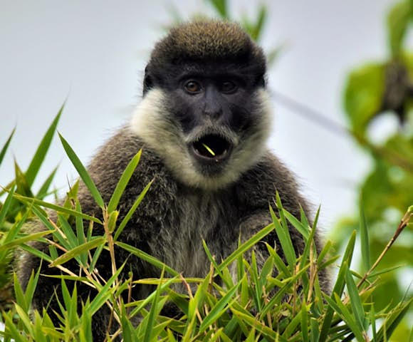 Ethiopia Safaris