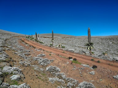 Reasons to Visit the Bale Mountains