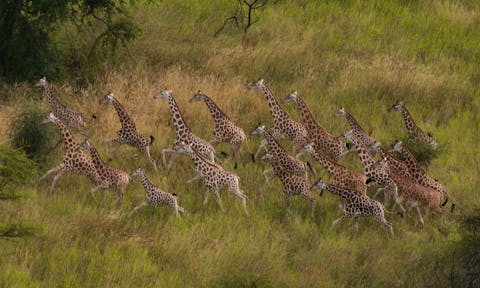 Ethiopia Safaris