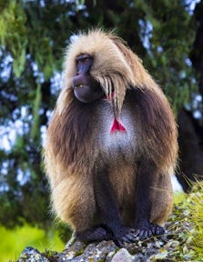Gelada Monkey in the Simien Mountains
