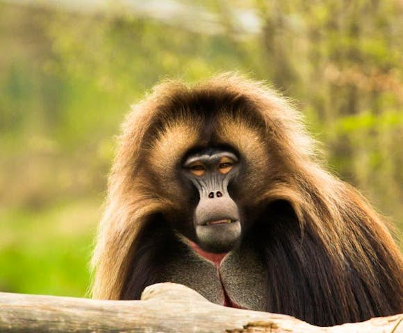 Gelada Monkey in the Simien Mountains