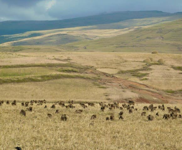 Field of Gelada Monkeys in the Simien Mountains