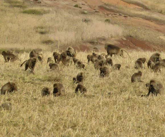 Field of Gelada Monkeys in the Simien Mountains