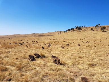 Field of Gelada Monkeys in the Simien Mountains