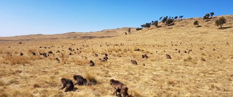 2 Day Simien Trek