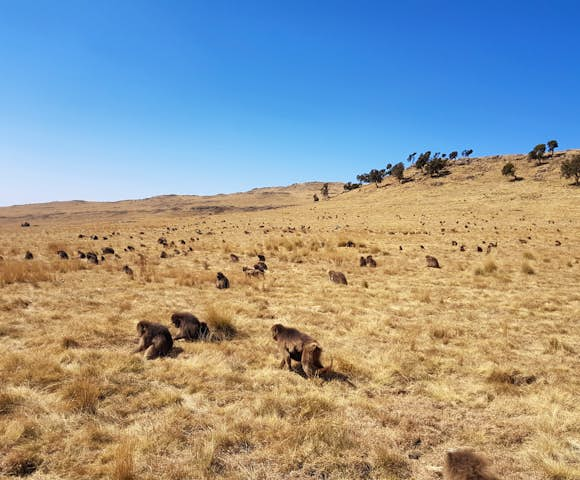 Field of Gelada Monkeys in the Simien Mountains