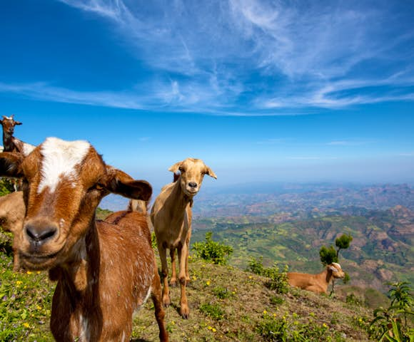 Mountains goats looking at camera in front of view of landscape in the Simien Mountains