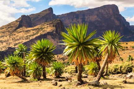 Field of Lobelia Trees in the Simien Mountains