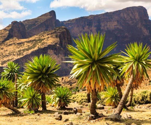 Field of Lobelia Trees in the Simien Mountains