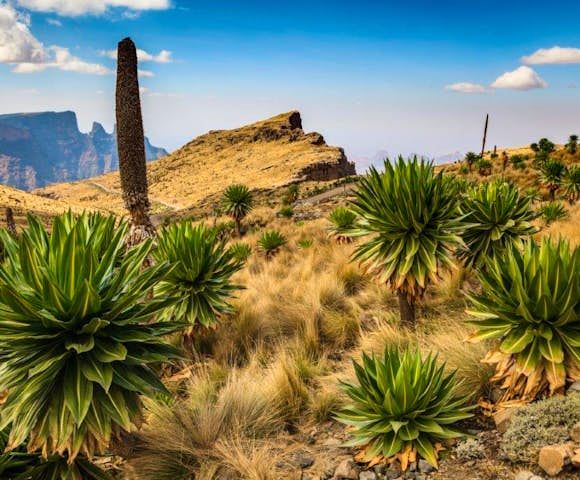 Field of Lobelia Trees in the Simien Mountains