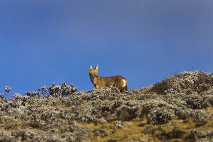 Ethiopian Wolf in the Simien Mountains National Park