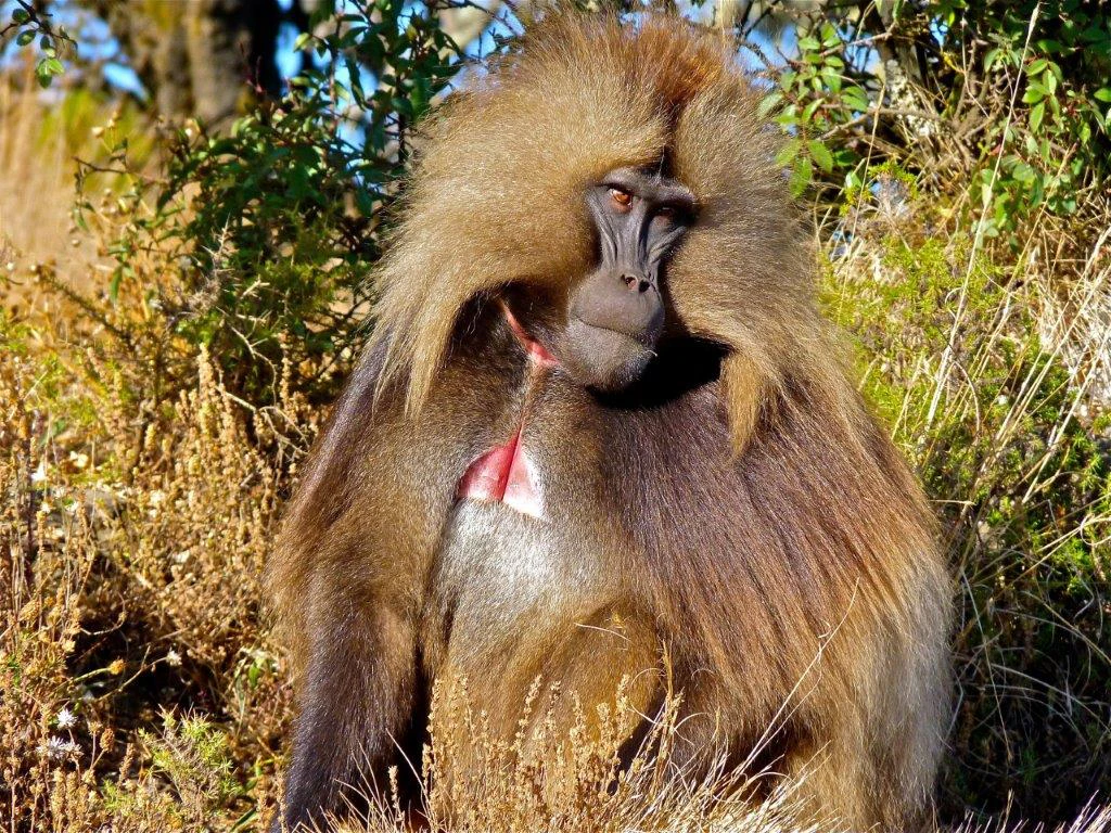 ethiopia-wildlife-brilliant-ethiopia