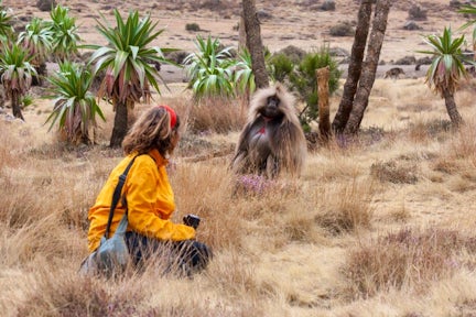 Woman and Gelada Monkey in field in the Simien Mountains