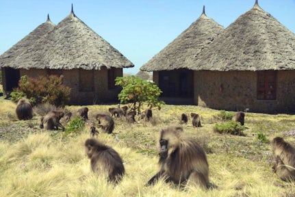Gelada Monkeys in the Simien Mountains with the Simien Lodge in background